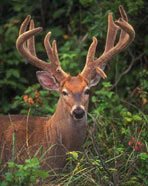 Deer in Velvet Antler